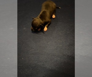 Italian Greyhound Puppy for sale in STILLWATER, OK, USA