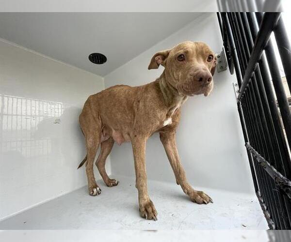 Medium Photo #1 Staffordshire Bull Terrier Puppy For Sale in Houston, TX, USA