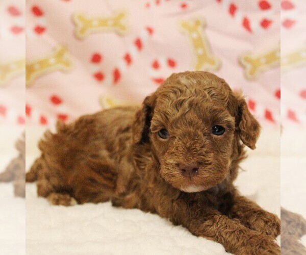 Medium Photo #1 Poodle (Toy) Puppy For Sale in COATESVILLE, PA, USA