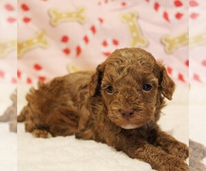 Medium Poodle (Toy)