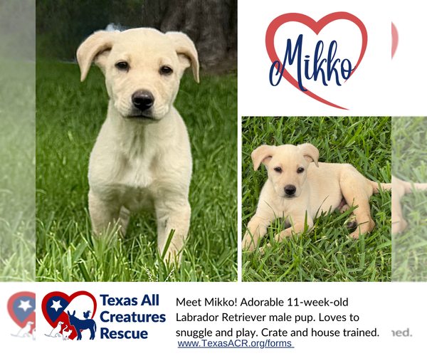 Medium Photo #1 Labrador Retriever-Unknown Mix Puppy For Sale in Lillian, TX, USA