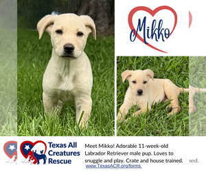Labrador Retriever-Unknown Mix Dogs for adoption in Lillian, TX, USA