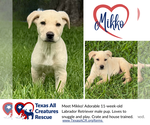 Small Labrador Retriever Mix