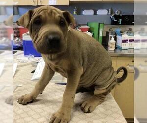 Chinese Shar-Pei-Unknown Mix Dogs for adoption in Riverside, CA, USA