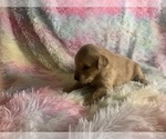 Small Photo #9 Golden Retriever Puppy For Sale in ALIQUIPPA, PA, USA