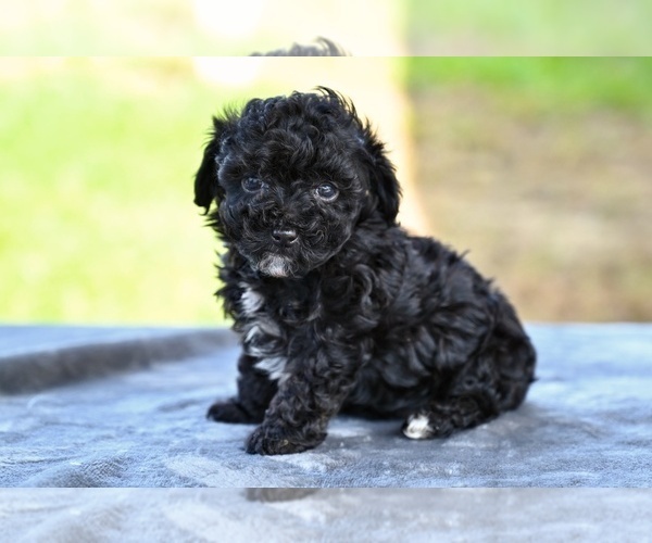 Medium Photo #4 Poodle (Toy) Puppy For Sale in MILLERSBURG, OH, USA