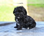 Small #3 Poodle (Toy)