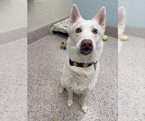 Siberian Husky Dogs for adoption in Brighton, CO, USA