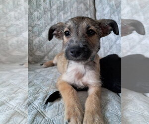 Chihuahua-Unknown Mix Dogs for adoption in Princeton, MN, USA
