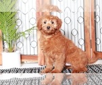 Small Photo #3 Goldendoodle (Miniature) Puppy For Sale in NAPLES, FL, USA