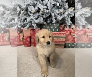 Medium Golden Retriever