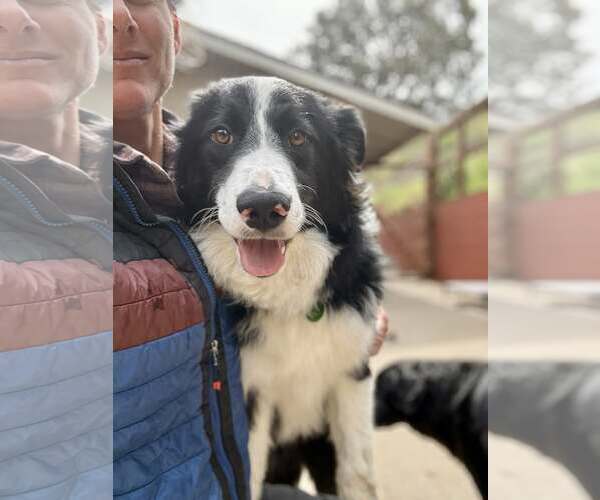 Medium Photo #3 Border Collie Puppy For Sale in Paso Robles, CA, USA