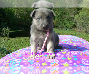 German Shepherd Dog Puppy for Sale in PIEDMONT, Missouri USA