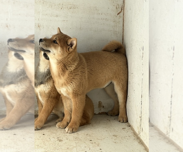 Medium Photo #6 Shiba Inu Puppy For Sale in HARRISBURG, MO, USA