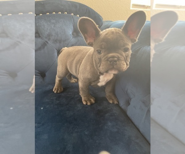 Medium Photo #30 French Bulldog Puppy For Sale in BEVERLY HILLS, CA, USA