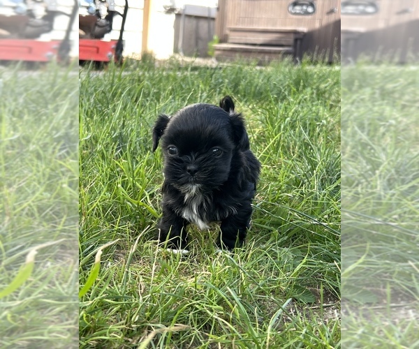 Medium Photo #7 Shih Tzu Puppy For Sale in BEAVER, UT, USA