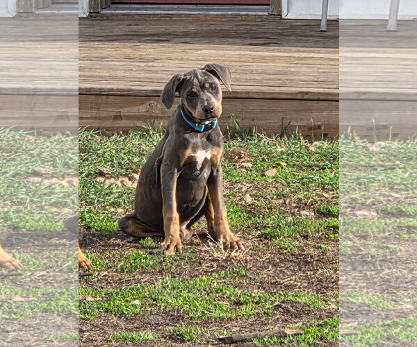 Medium Photo #6 Doberman Pinscher-Unknown Mix Puppy For Sale in Minneaoplis, MN, USA