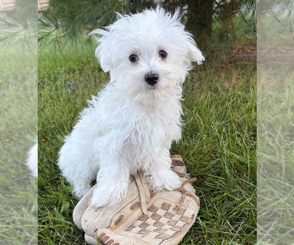 Medium Photo #2 Maltese Puppy For Sale in MIDDLEBURY, IN, USA