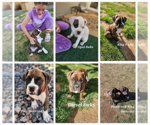 Boxer Litter for sale in COMMERCE CITY, CO, USA