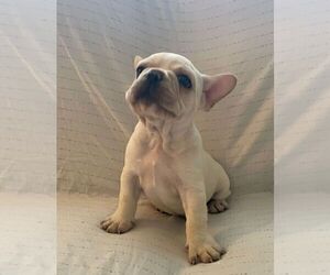 French Bulldog Puppy for sale in JOHNS ISLAND, SC, USA