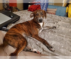 Shepradors Dogs for adoption in MESQUITE, TX, USA