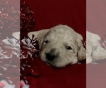 Small Photo #26 Goldendoodle-Poodle (Standard) Mix Puppy For Sale in VACAVILLE, CA, USA