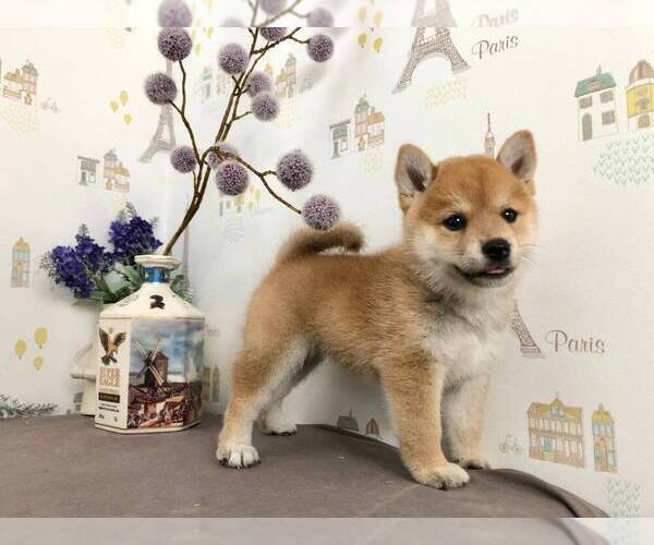Medium Photo #2 Shiba Inu Puppy For Sale in BELLEVUE, WA, USA