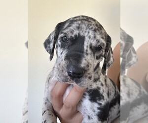 Great Dane Puppy for sale in RANCHO CORDOVA, CA, USA