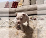 Small Photo #3 American Bulldog Puppy For Sale in BROOKFIELD, MO, USA