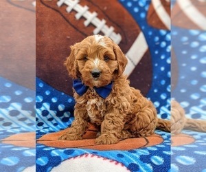 Cavapoo-Poodle (Miniature) Mix Puppy for sale in NEW PROVIDENCE, PA, USA