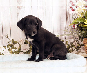 Labrador Retriever-Unknown Mix Puppy for sale in PENNS CREEK, PA, USA
