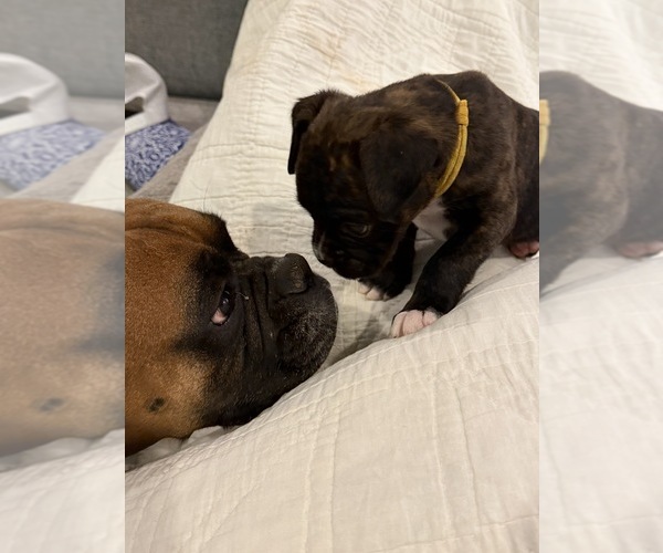 Medium Photo #3 Boxer Puppy For Sale in BRUSH CREEK, TN, USA