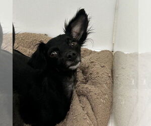 Chihuahua-Unknown Mix Dogs for adoption in Chico, CA, USA