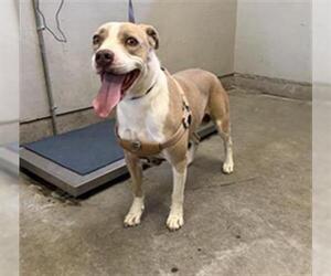 Mutt Dogs for adoption in Camarillo, CA, USA