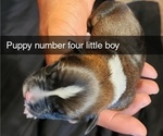 Puppy Puppy 4 BROWN Rottweiler-American Pit Bull Terrier