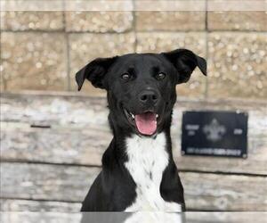 Basenji-Unknown Mix Dogs for adoption in Tulsa, OK, USA