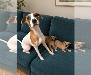 Gracie - Female Boxer-Unknown Mix Dog for Adoption - Photo #3