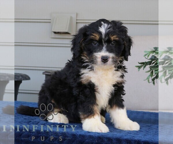 Medium Photo #1 Bernedoodle (Miniature) Puppy For Sale in NARVON, PA, USA