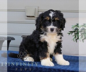 Bernedoodle (Miniature) Puppy for sale in NARVON, PA, USA