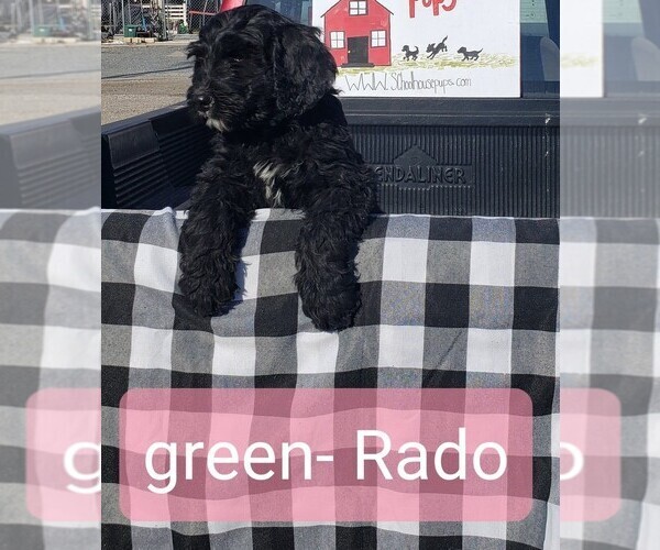 Medium Photo #20 Bernedoodle Puppy For Sale in GRANTSVILLE, UT, USA
