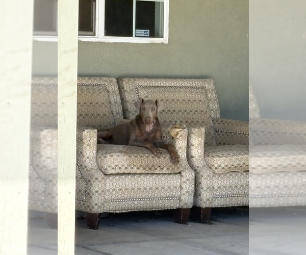 Medium Photo #4 Doberman Pinscher Puppy For Sale in HESPERIA, CA, USA