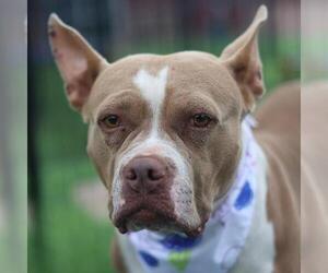 American Staffordshire Terrier-Unknown Mix Dogs for adoption in San Antonio, TX, USA