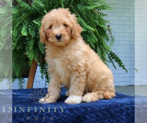 Cavapoo Puppy for sale in PARADISE, PA, USA