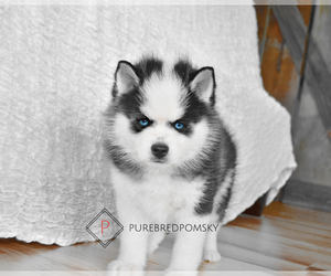 Pomsky Puppy for sale in KANSAS CITY, MO, USA