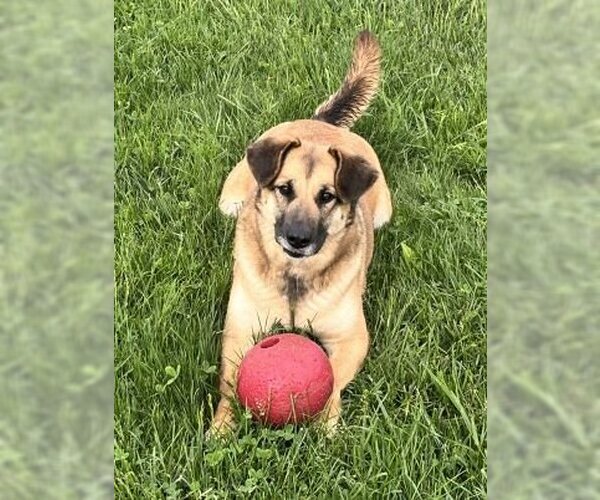 Medium Photo #2 German Shepherd Dog-Unknown Mix Puppy For Sale in Sistersville, WV, USA