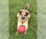 Small #1 German Shepherd Dog Mix