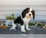 Small #1 Cavalier King Charles Spaniel