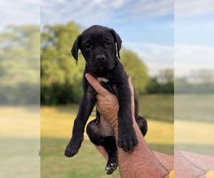 Daniff Puppy for sale in MC KEE, KY, USA