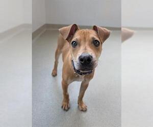 Mutt Dogs for adoption in San Martin, CA, USA