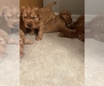 Puppy 4 Goldendoodle